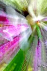 Photo zooming de J. Berthelot